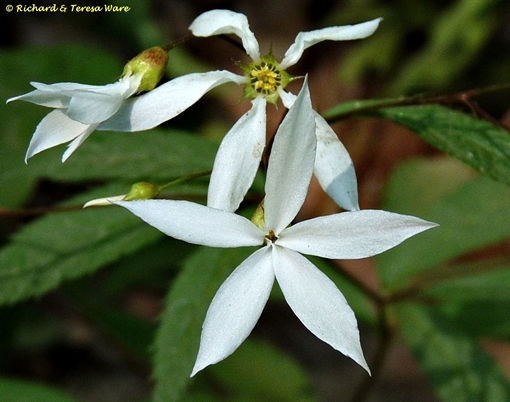 {Gillenia trifoliata}